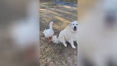 Белая гусыня спасла собаку от коз и умилила пользователей Сети - mur.tv - Курганская обл.