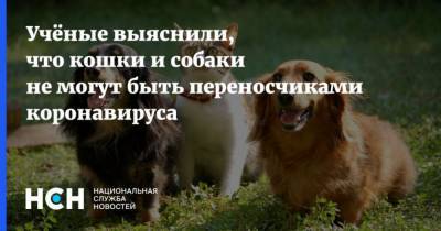 Учёные выяснили, что кошки и собаки не могут быть переносчиками коронавируса - mur.tv - Россия
