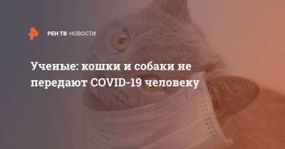 Ученые: кошки и собаки не передают COVID-19 человеку - mur.tv - Россия