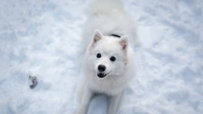 Спасение собаки из замерзшего пруда стоило шотландцу жизни - mur.tv