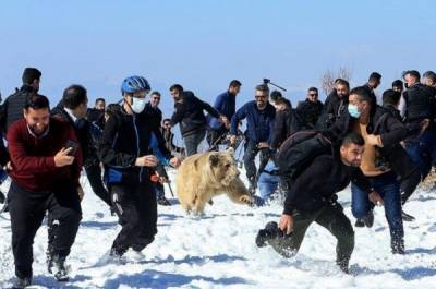 В Ираке медведи напали на людей - porosenka.net - Ирак - Курдистан
