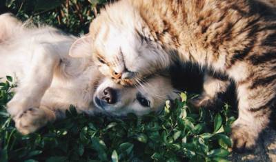 Ученые назвали кошек и собак биологическим тупиком для коронавируса - mur.tv - Санкт-Петербург
