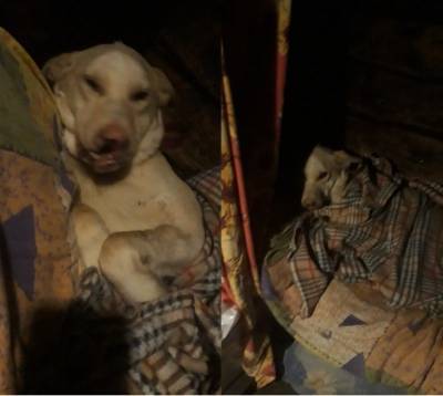 В Коми так и не смогли найти хозяина для искалеченной собаки по кличке Тузик - mur.tv - Москва - республика Коми - Сыктывкар