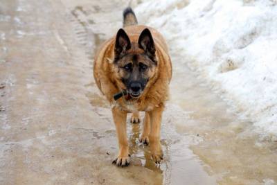 Жительница Ухты взыскала с администрации ущерб за укус бездомной собаки - mur.tv
