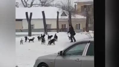 Стая собак едва не загрызла прохожего в Приморье, ФАН публикует видео - mur.tv - Владивосток - Приморье край - Артем
