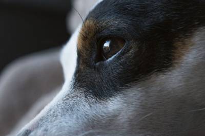 Массовая травля собак произошла в Сочи - mur.tv - Сочи