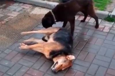 Стало известно о массовых отравлениях собак в центре популярного курорта России - mur.tv - Россия - Адлер