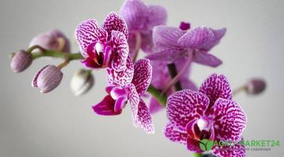 Вялые и морщинистые листья орхидеи: как спасти цветок - sadogorod.club