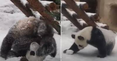 В Московском зоопарке засняли на видео, как панда радуется снегу - mur.tv