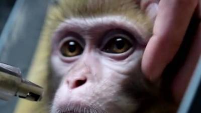 Дикие обезьяны организовали похищение и убийство грудничка в Индии - mur.tv - Индия - Танджавур