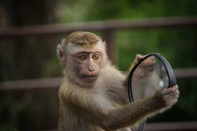 В Индии обезьяны похитили ребенка и убили его - mur.tv - Индия - Танджавур