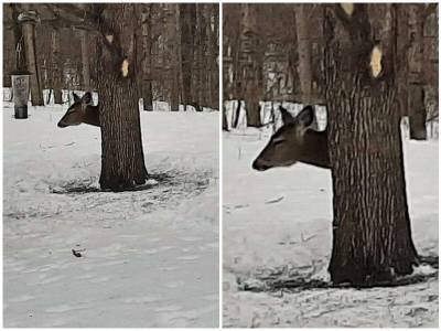 Пользователей сети озадачило фото оленя за деревом - mur.tv