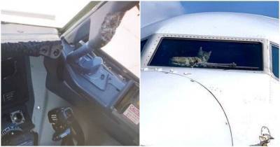 Пассажиры забыли в самолете кота - mur.tv