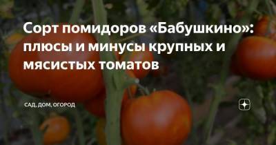 Сорт помидоров «Бабушкино»: плюсы и минусы крупных и мясистых томатов - sadogorod.club