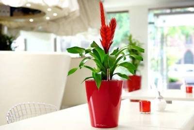 Какие растения улучшают качество воздуха в квартире - sadogorod.club