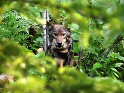 Волки Северной Америки оказались способны к охоте из засады - mur.tv
