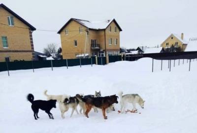 В СК проверяют сообщение о собаках, терроризирующих деревню под Тверью - mur.tv - Тверь - район Калининский
