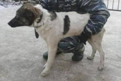 В Иванове с начала 2021 года более ста уличных собак обрели прибежище в приюте - mur.tv