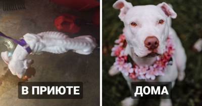 18 трогательных примеров того, как изменились собаки, когда после приюта обрели настоящий дом - mur.tv