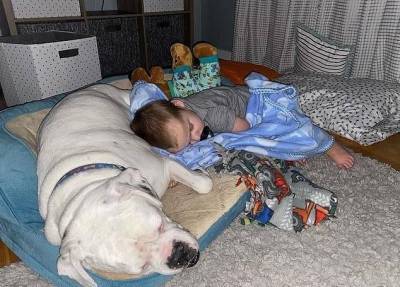 Мама ужаснулась, проверив записи с камеры-видеоняни: ее малыш предпочитает спать с собакой - mur.tv