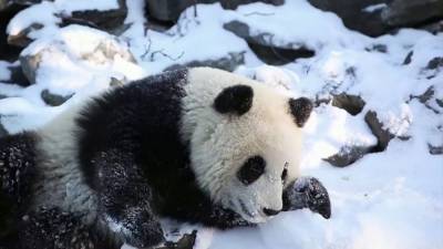 Бой с ёлкой и цирковые номера: Московской зоопарк показал будни панды Диндин - mur.tv