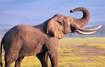 Ученые пытаются услышать радость слонов с помощью сейсмометров - mur.tv