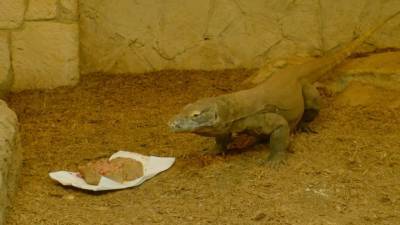 Американцы скормили крыс с именами бывших животным в зоопарке Сан-Антонио. - mur.tv