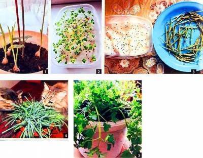 Выращивание микрозелени на подоконнике – какие овощи подойдут? - sadogorod.club - Россия