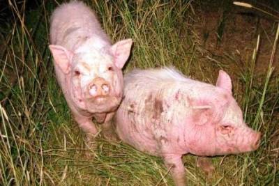 Чесотка (короста, парша, саркоптоз) у свиней: лечение, симптомы, фото - sadogorod.club