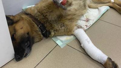 Полиция ищет живодера, расстрелявшего собаку в Приморье - mur.tv - Владивосток - Приморье край