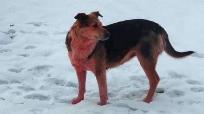 В Дзержинске появилась розовая собака - mur.tv - Дзержинск - Подольск
