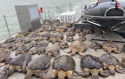 В США спасли тысячи черепах от холода - mur.tv - Сша - штат Техас - state Texas