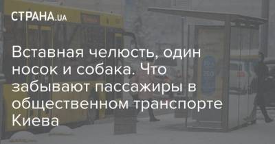 Вставная челюсть, один носок и собака. Что забывают пассажиры в общественном транспорте Киева - mur.tv - Киев