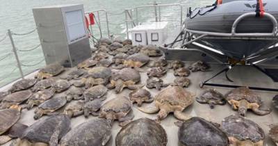 В Техасе от холода волонтеры спасают тысячи черепах (3 фото) - mur.tv - Сша - Киев - штат Техас - state Texas