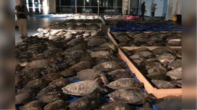 Жители Техаса пытаются спасти тысячи замерзающих черепах - mur.tv - Сша - штат Техас