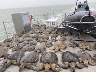 В США волонтеры спасли тысячи морских черепах от внезапных холодов - mur.tv - Сша - штат Техас - state Texas