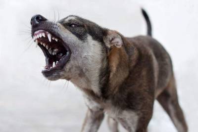 Иркутская компания, обвиняемая в жестоком обращении с животными, стала ловить собак в Чите - mur.tv - Чита