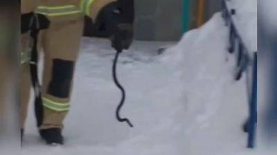 Жители Башкирии нашли ядовитую змею в собственной квартире - mur.tv - республика Башкирия
