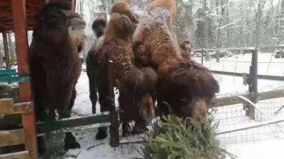 В ленинградском контактном зоопарке верблюды “утилизируют” новогодние елки - mur.tv - Ленобласть обл.