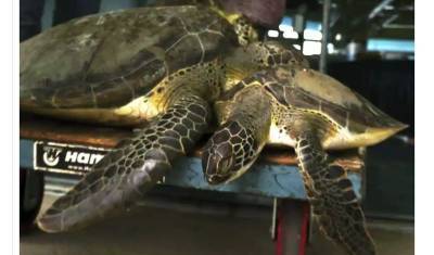 Жители Техаса спасают замерзших морских черепах (ВИДЕО) - mur.tv - штат Техас