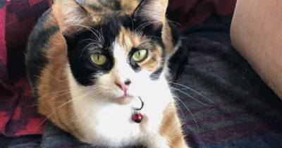 Кошка спасла от взрыва семью, которая забрала ее из приюта - mur.tv - Сша - штат Орегон