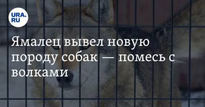 Ямалец вывел новую породу собак помесь с волками. Фото - mur.tv - Санкт-Петербург