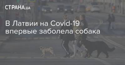 В Латвии на Covid-19 впервые заболела собака - mur.tv - Латвия