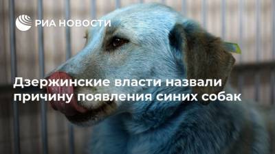 Дзержинские власти назвали причину появления синих собак - mur.tv - Нижний Новгород - Дзержинск