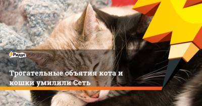 Трогательные объятия кота и кошки умилили Сеть - mur.tv