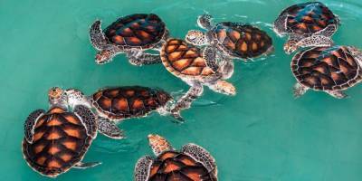 В США тысячи морских черепах удалось спасти от аномальных морозов - mur.tv - Сша - штат Техас