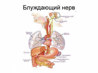 Как стимулировать блуждающий нерв и почему это важно? - lublusebya.ru