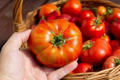 Самые неприхотливые сорта томатов с фото и описанием - sadogorod.club