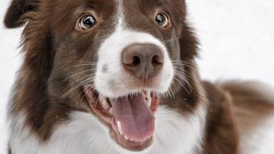 Собаки помогут создать приложение для диагностики рака - mur.tv - Сша - Англия