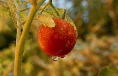 Какие 4 простых секрета помогут вам увеличить урожай томатов - sadogorod.club